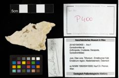 Foto (Objekt + Etiketten) von Goniodromites sp. 